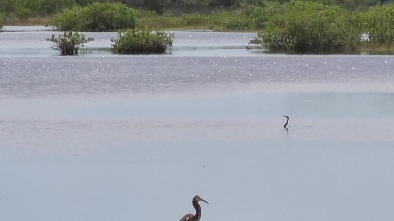 The Indian River Lagoon And Mosquito Lagoon Connection