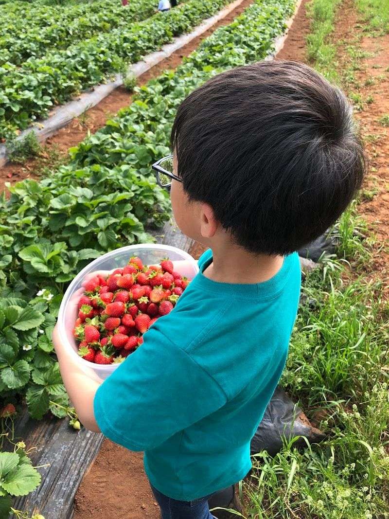 How To Pick Strawberries Like You Know What You Are Doing