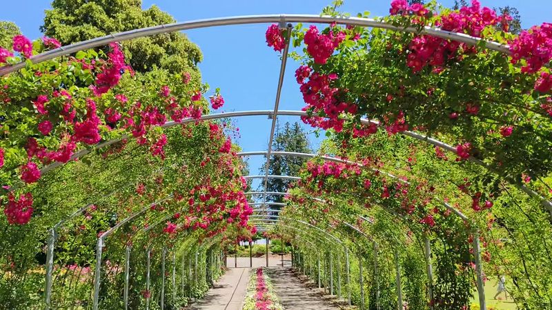 This Stunning Washington Rose Garden Looks Like Something Lifted From A Monet Masterpiece - Decor Hint The Layout And Paths That Invite You To Wander