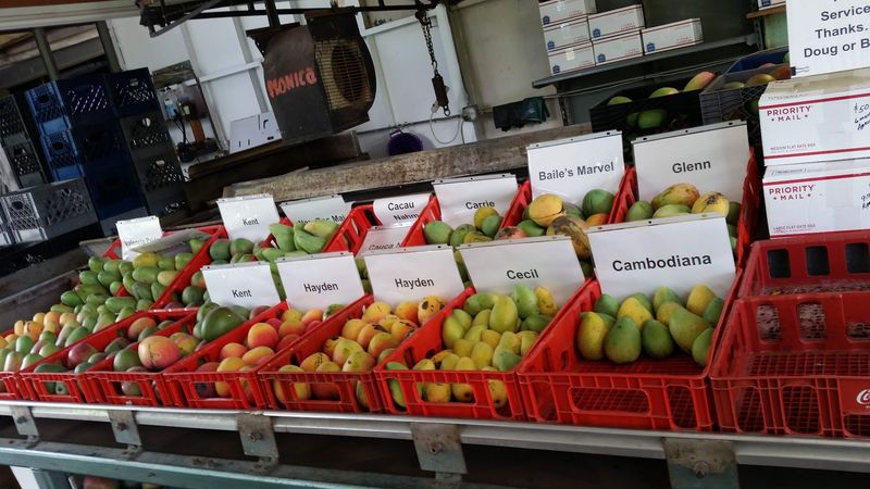Pick Fresh Florida Mangoes And Experience Farm Life All Summer Long - Decor Hint So Many Mango Varieties You Will Lose Count