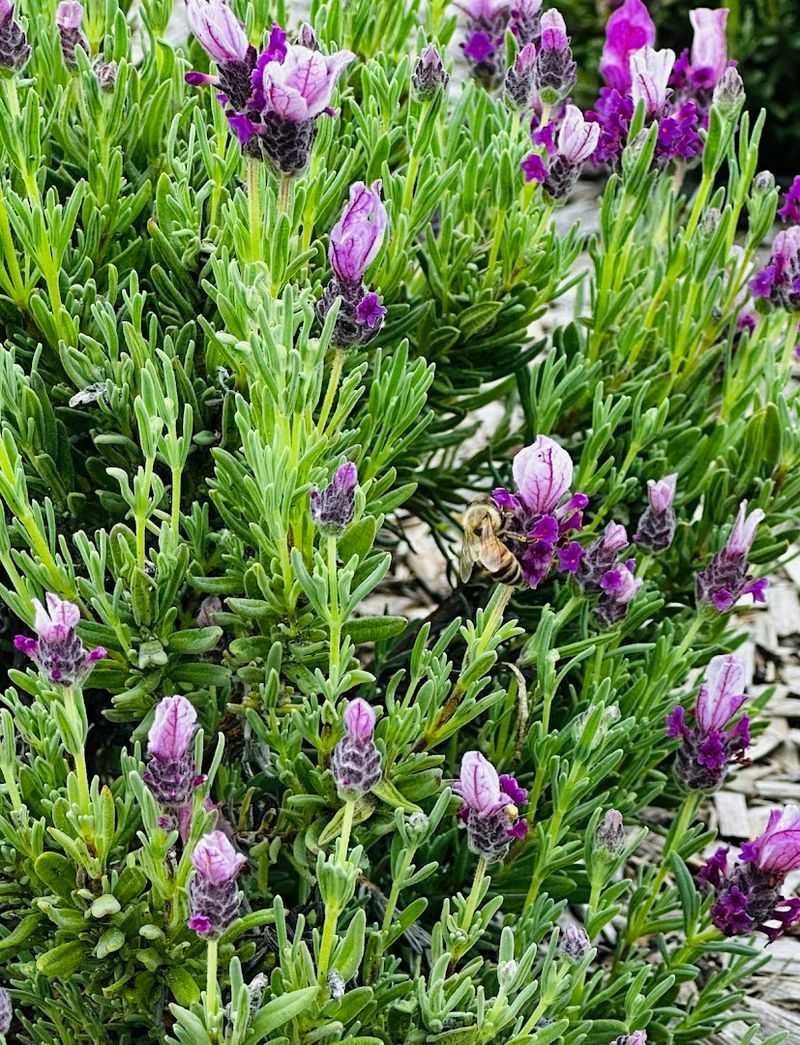 The Lavender Blooms That Thrive Here