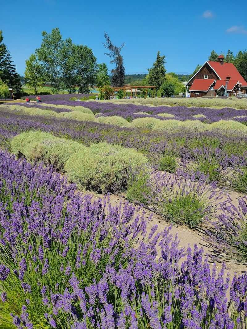 This Washington Lavender Farm Is The Summer Escape You Cannot Miss - Decor Hint The Lavender Fields Themselves