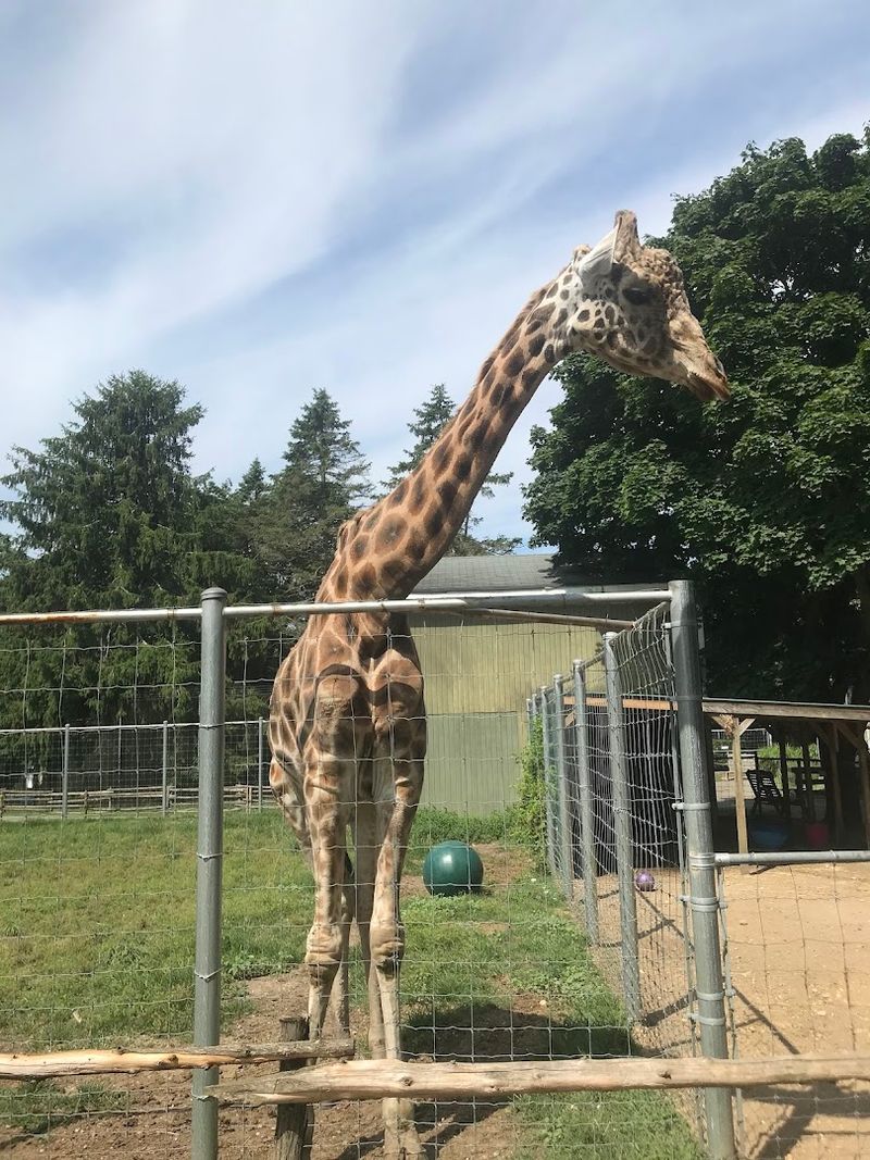 Feed A Giraffe And Feel Absolutely Tiny