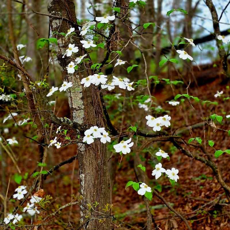 The Bloom Season Timing Makes All The Difference