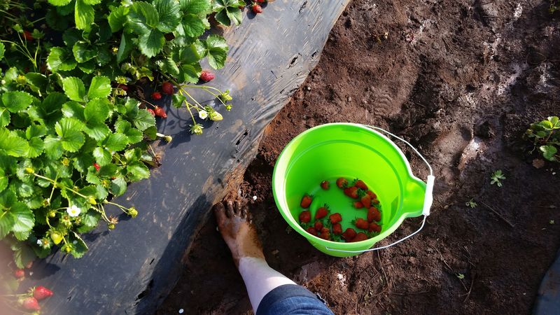 The Best Time To Visit For Peak Ripeness