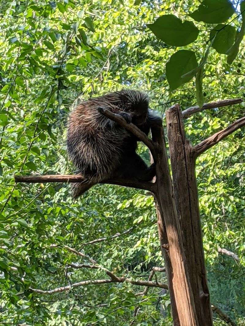 This Pennsylvania Zoo Keeps Winning Over Everyone Who Finds It - Decor Hint Practical Tips Before You Go