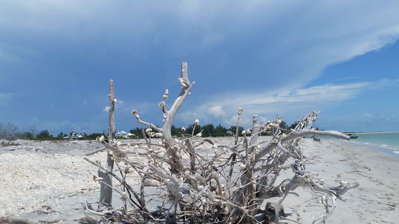 The Shell Trees That Have Become A Local Tradition