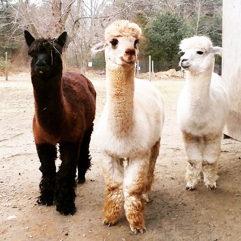 This Connecticut Alpaca Farm Is The Cozy Escape Locals Should Know About - Decor Hint Book Ahead For A Relaxed Farm Stop