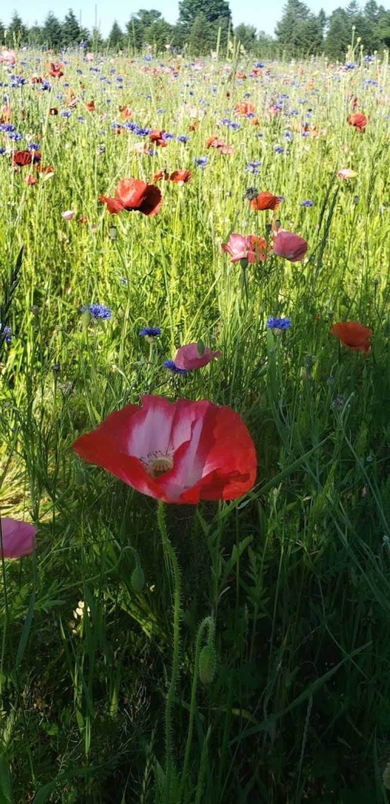 The Best Time Of Year To Visit The Poppy Field