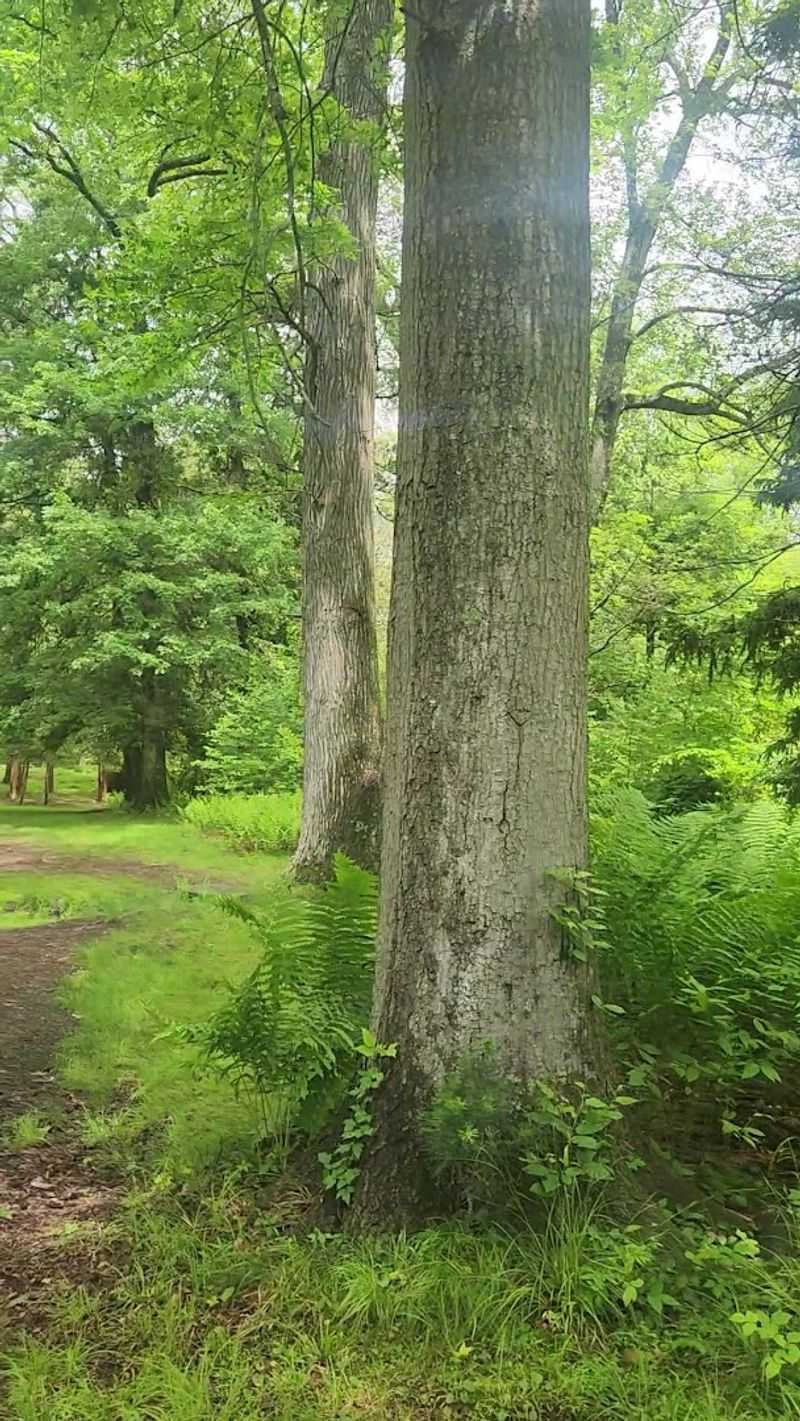The Peaceful Pinetum Setting