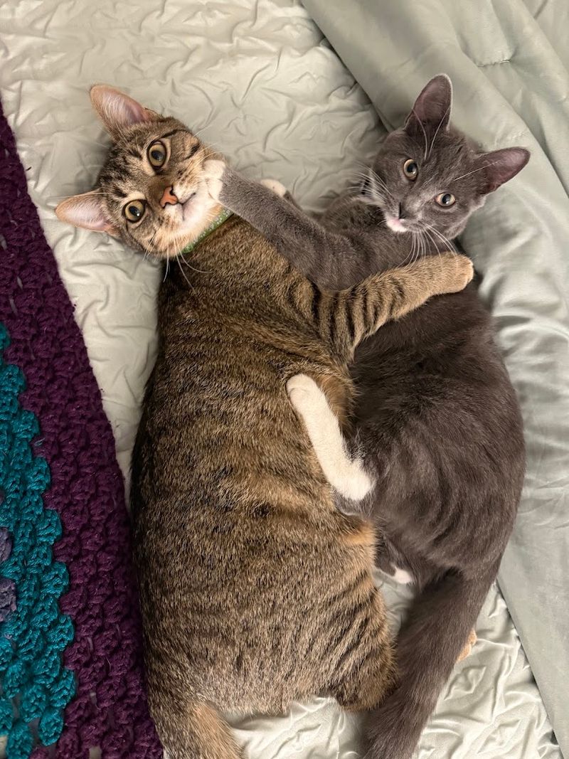 Cat Lovers Are Completely Smitten With This Wisconsin Café - Decor Hint Kittens, Seniors, And Every Cat In Between