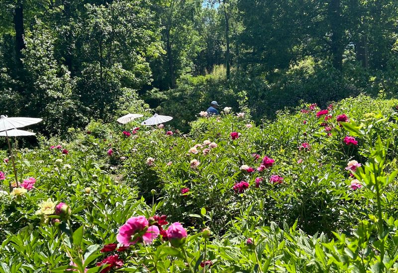 Rare Flowers In A Peaceful Setting