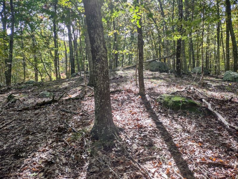 Where The Wooded Trail Begins