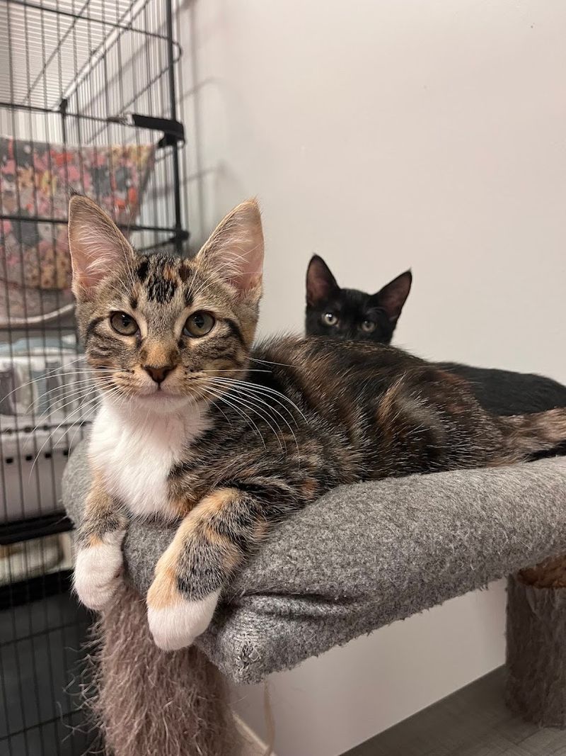 Adoption Stories That Start Over Coffee
