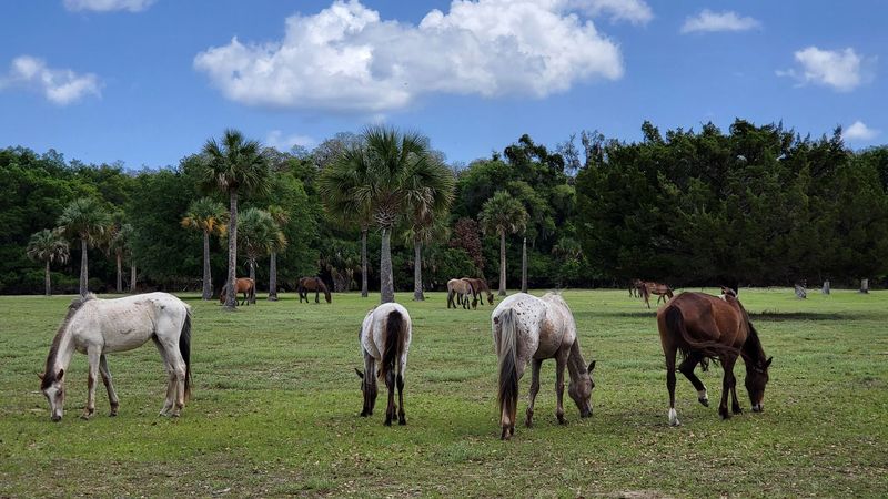 Wild Horses Roaming Freely Across The Island