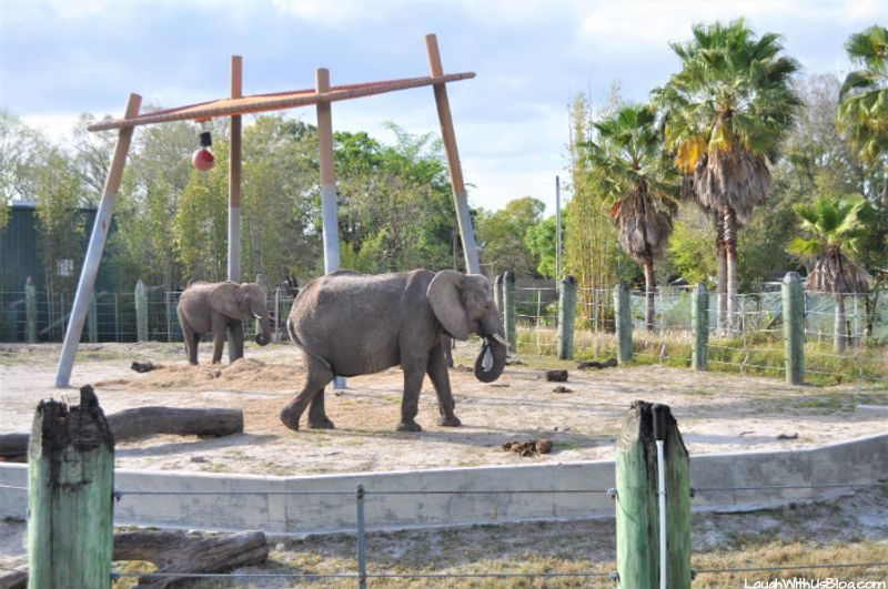 ZooTampa At Lowry Park
