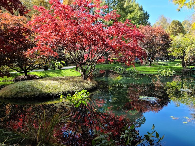 Water Lily Ponds That Look Like Living Impressionist Paintings