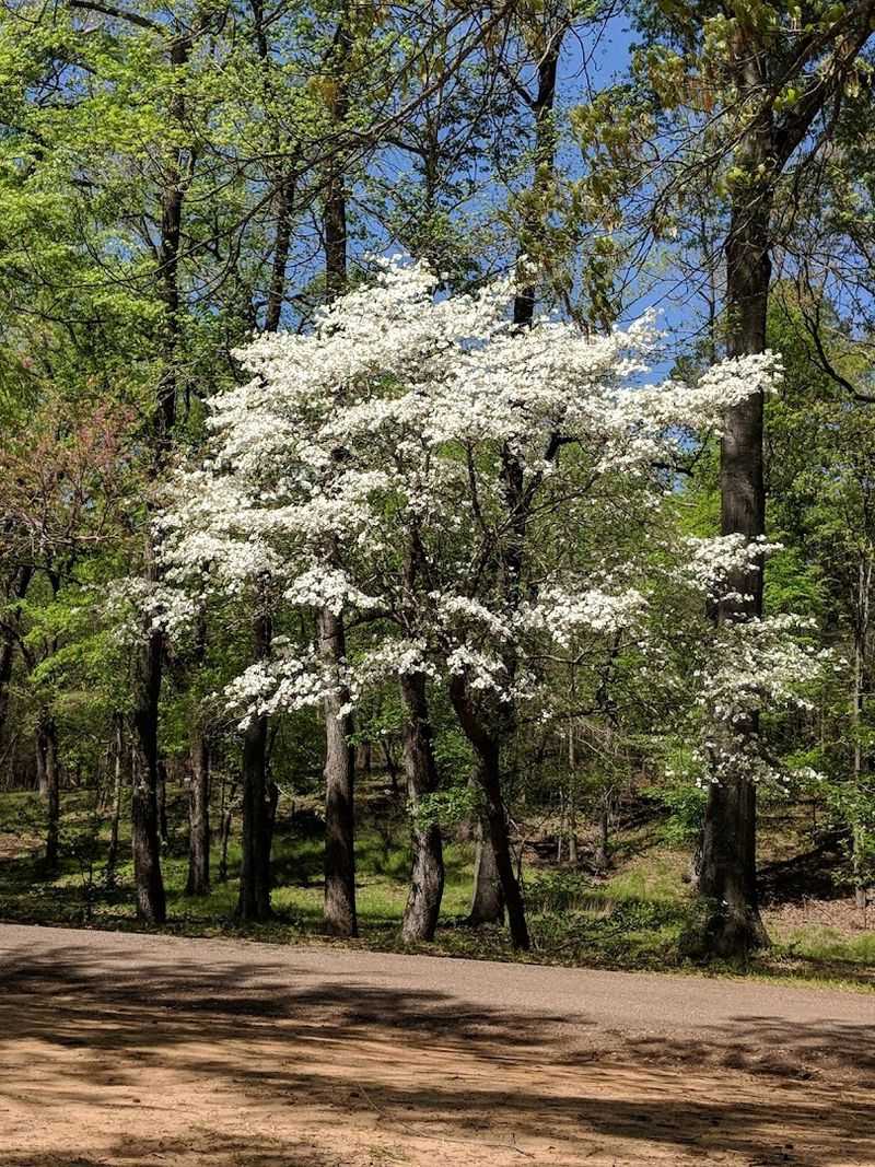 The Dogwood Trails Festival Adds Energy To The Experience
