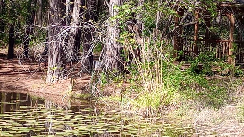 Creek Crossings And Old-Growth Trees That Inspire Awe