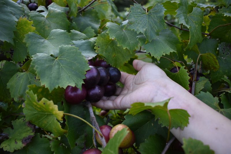 Your First Grape Pull Feels Like A Southern Summer Trick