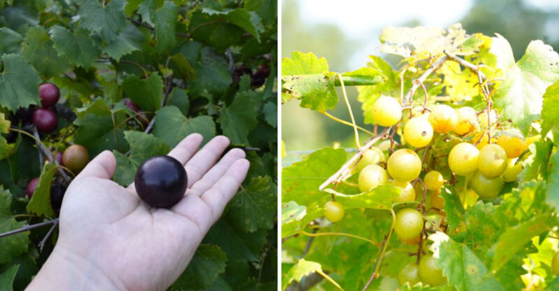 You Can Pick Juicy Muscadine And Scuppernong Grapes Straight From The Vine At This Dreamy North Carolina Farm