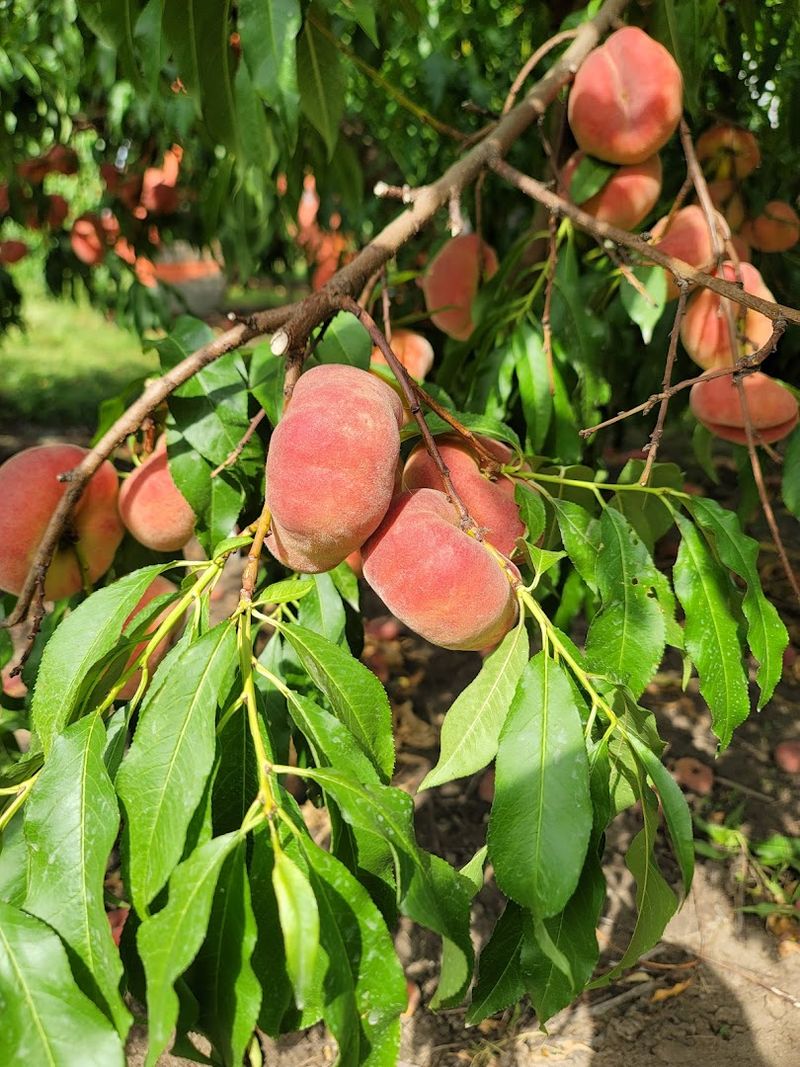 Your First Tree-Ripened Peach Sets The Bar High