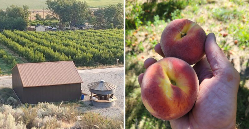 You Can Pick Sun-Warmed Peaches Straight From The Tree At This Idaho Orchard