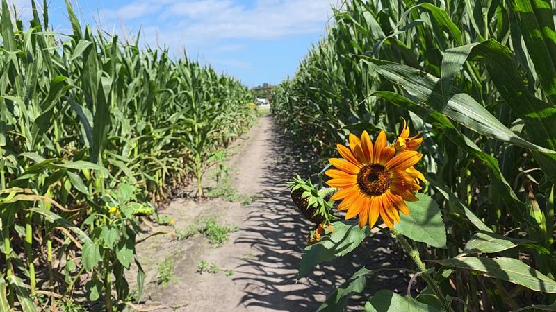 Photo Spots Give The Festival Its Brightest Summer Pull