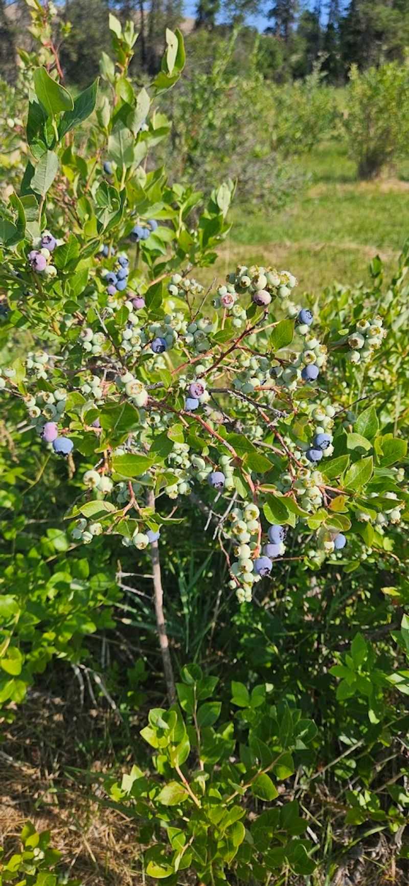 The Idaho Farm Where You Can Pick Blueberries For $4 A Pound - Decor Hint The $4-Per-Pound Price Makes The Title Work