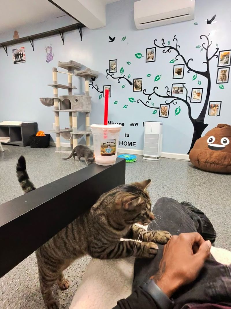 Adoptable Rescue Cats Turn The Café Visit Into Something Sweeter