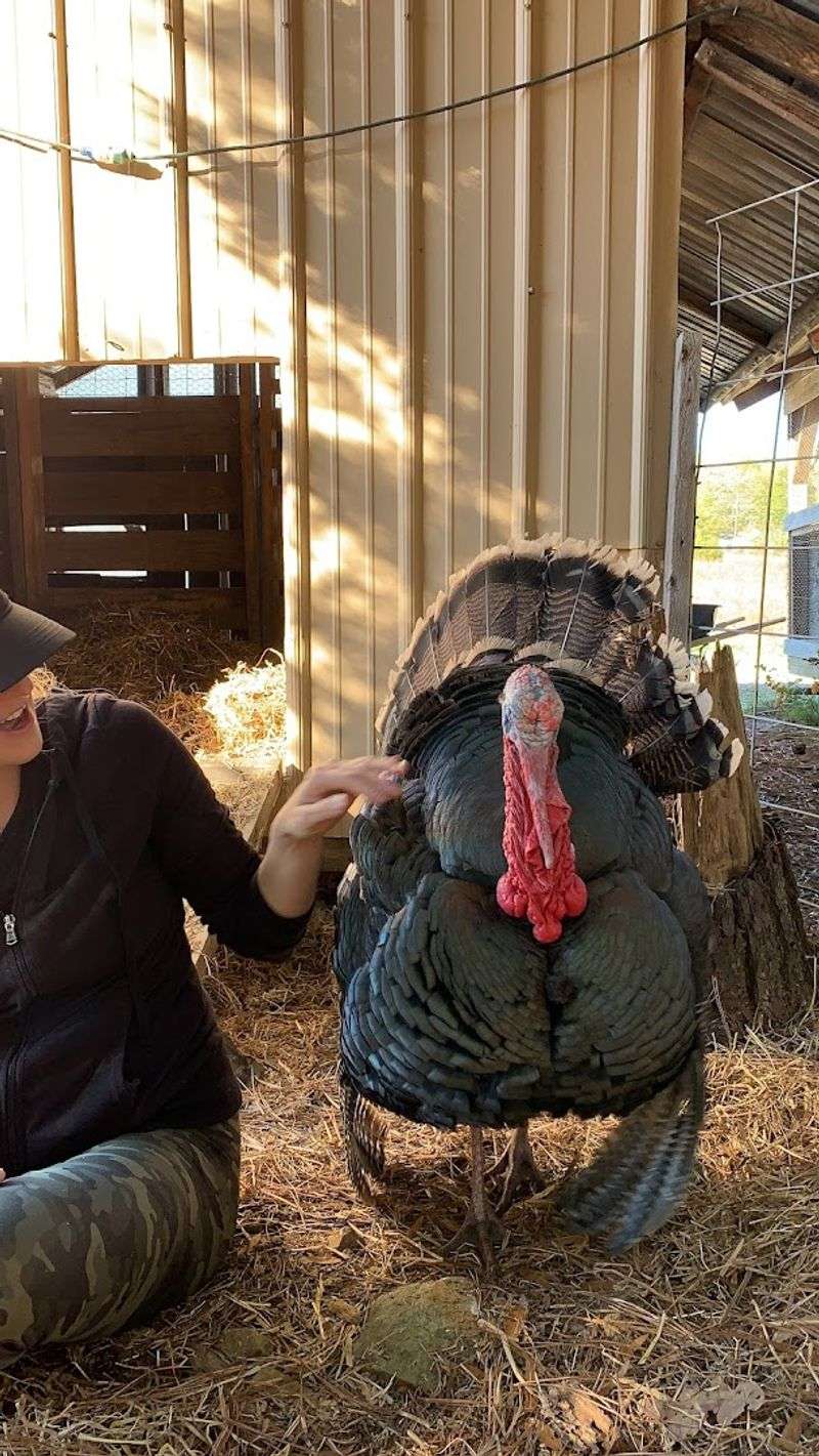 Rescued Farm Animals Give The Place Its Heart