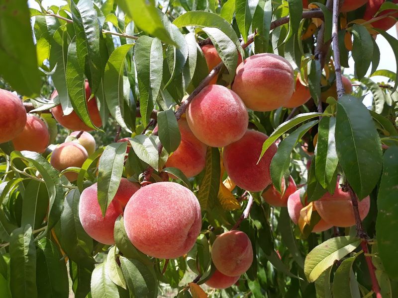 Peach Season Brings The Next Big Orchard Moment