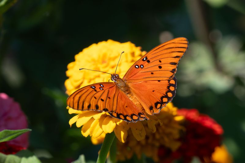 Native Butterflies Make The Sanctuary Feel Alive
