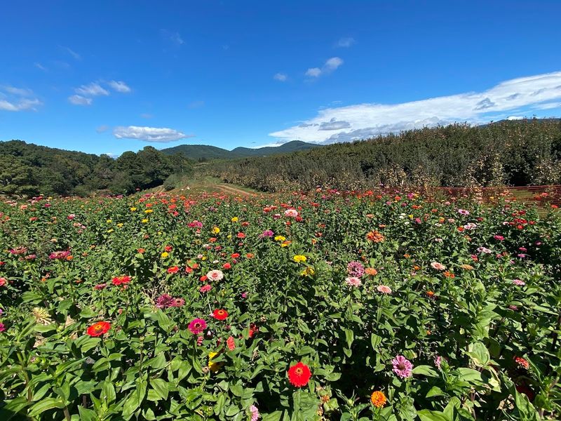 This Charming North Georgia Orchard Pairs You-Pick Fruit With Sweeping Mountain Views - Decor Hint Sweeping Mountain Views That Stop You In Your Tracks