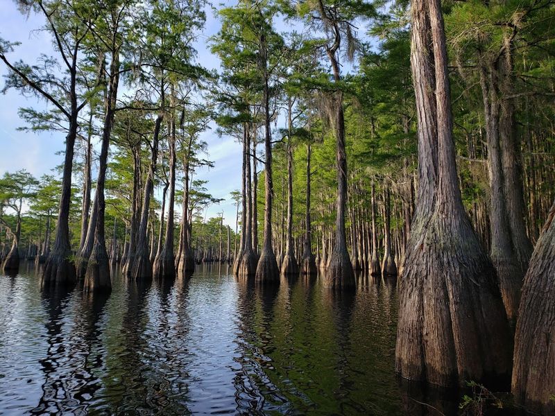 The Enchanting 412-Acre Cypress Lake