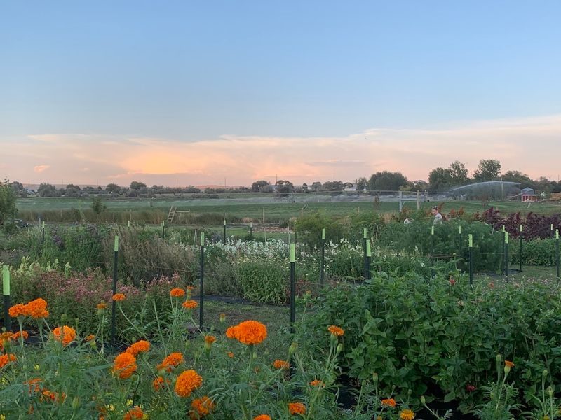 One Blooming Field Turns Flower Picking Into A Full-On Photo Mission