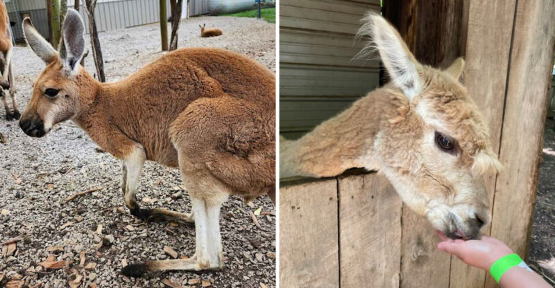 You’ll Absolutely Fall In Love With This Peaceful Kentucky Park And Its Farm Animals