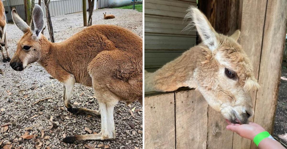 Youll Absolutely Fall In Love With This Peaceful Kentucky Park And Its Farm Animals - Decor Hint
