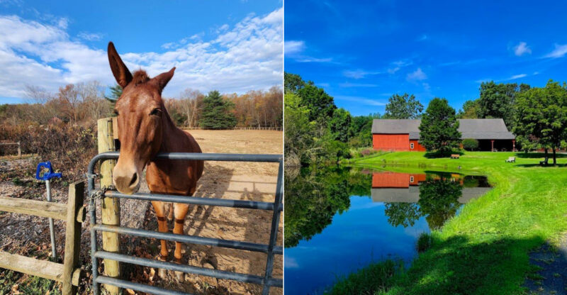 You’ll Fall In Love With This Peaceful Connecticut Park And Its Farm Animals