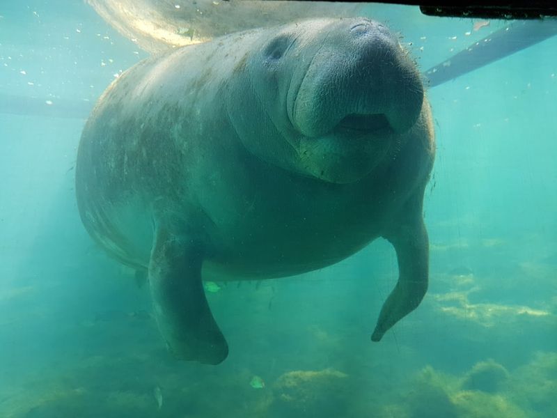 Manatees In The Crystal-Clear Spring