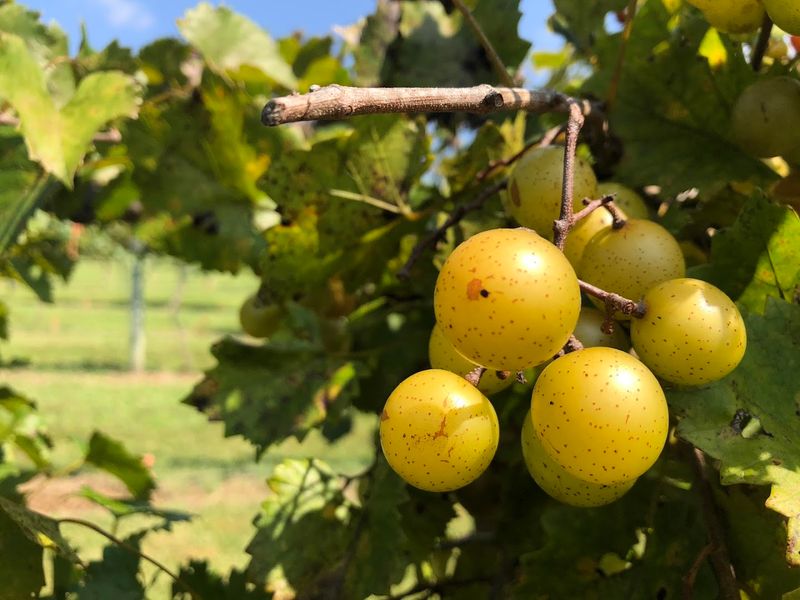 Scuppernongs Bring The Sweetest North Carolina Backstory