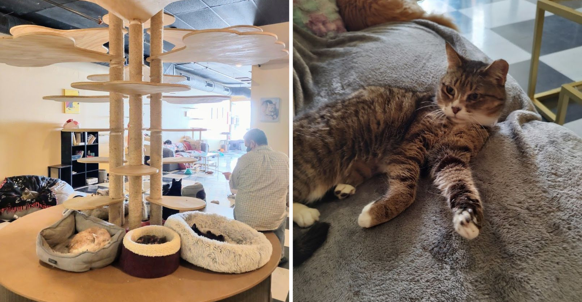 Youve Probably Never Discovered This Fascinating Cat Cafe In Vermont - Decor Hint