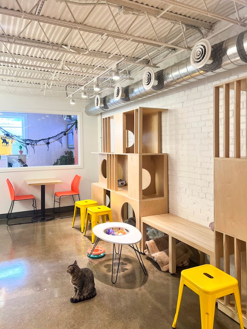 Felius Cat Café