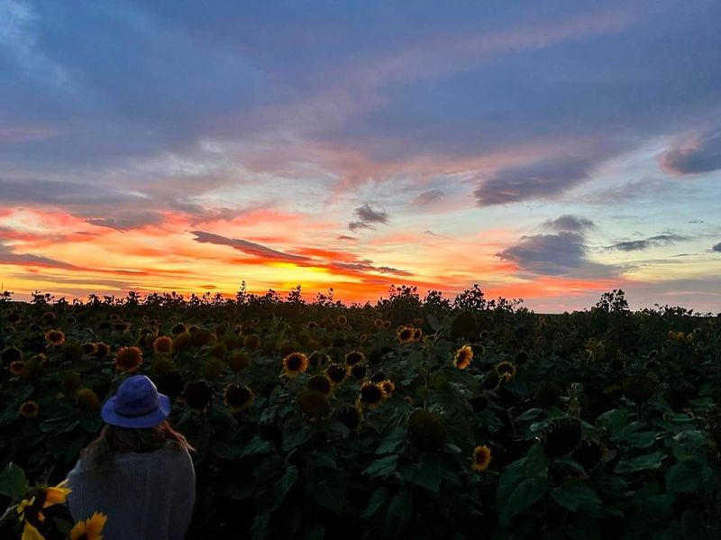 Evening Visits Bring The Best Flower-Field Light