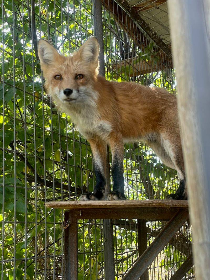 Earthfire Institute Wildlife Sanctuary