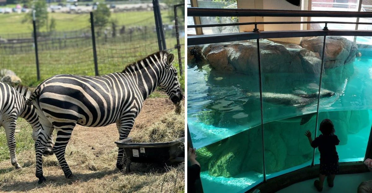 10 Animal Attractions In Connecticut Kids Absolutely Love Visiting - Decor Hint