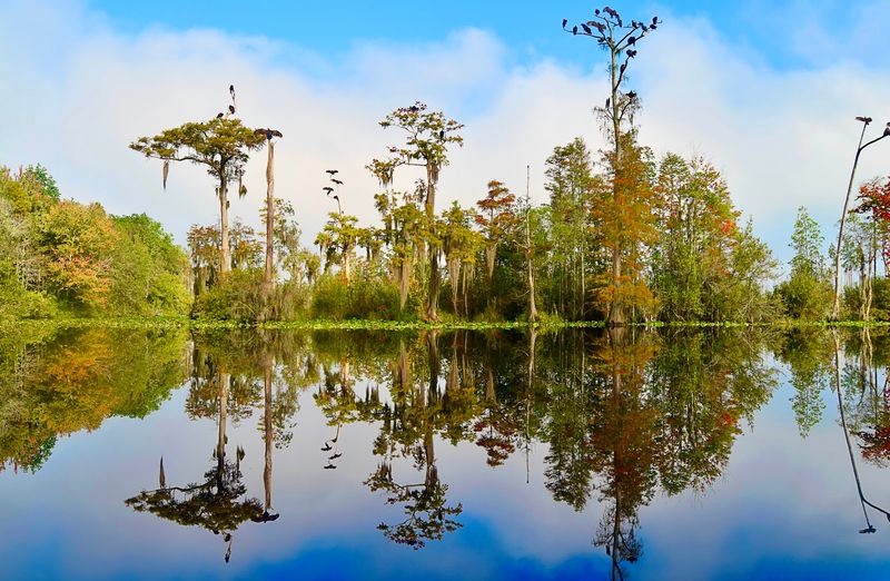 10 Best Stargazing Spots In Georgia Where August Nights Showcase The Full Milky Way - Decor Hint Stephen C. Foster State Park