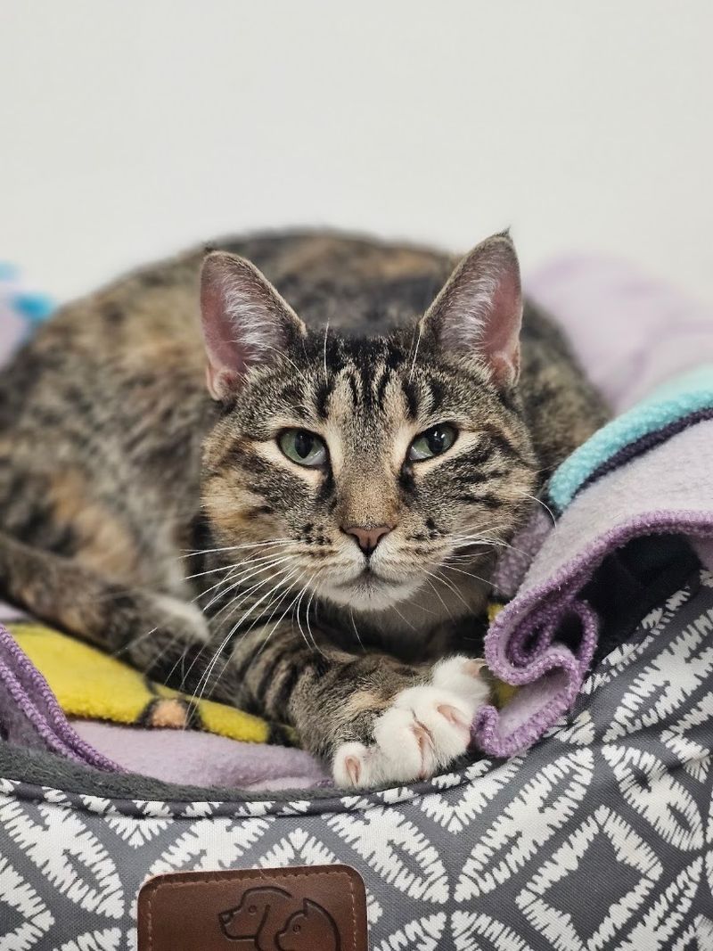 Meriden Humane Society, Meriden
