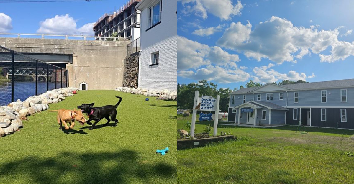 10 Connecticut Dog Rescues And Shelters Worth Supporting In 2026 - Decor Hint
