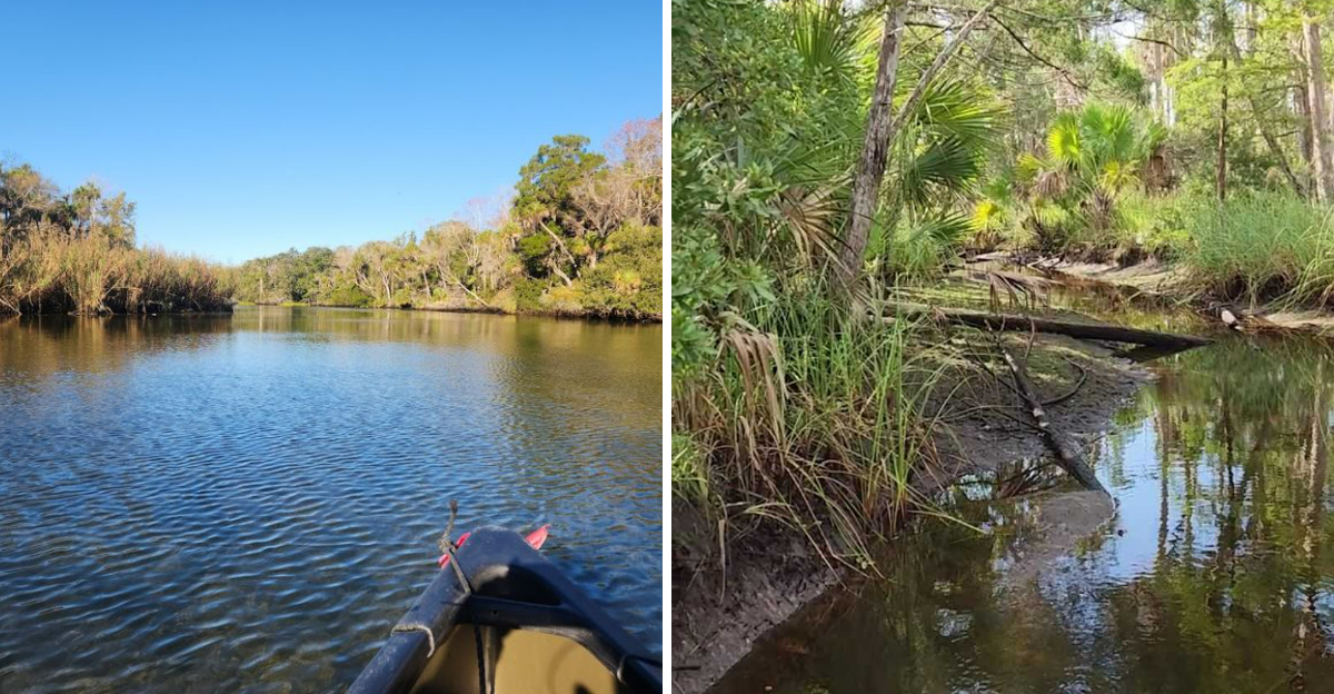 10 Florida Waterways And Fossil Sites Where Ancient Finds Tell A Prehistoric Story - Decor Hint